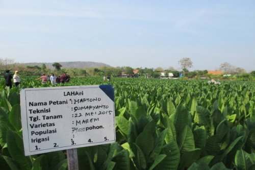 Pertanian tembakau kemitraan di Rembang.