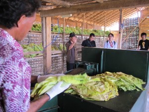 Proses merajang tembakau sekarang sudah mudah, pakai mesin, lebih cepat lebih tipis.