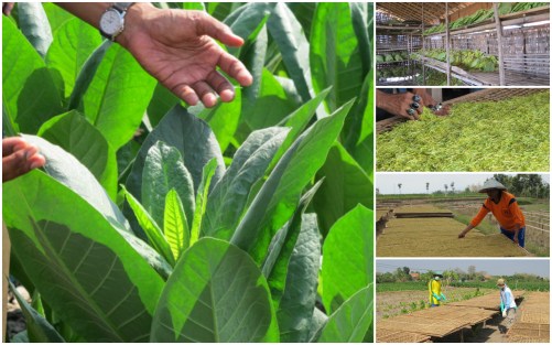 Pertanian tembakau Rembang.